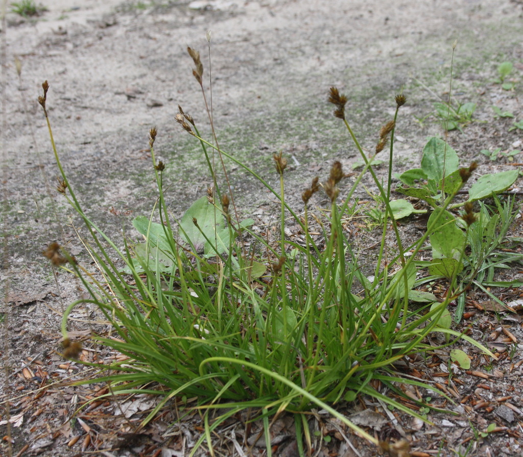 Carex leporina (Hare or oval sedge), native California grass