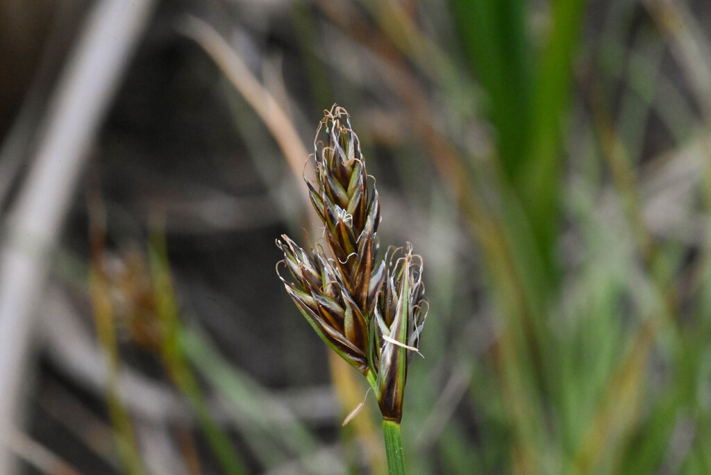 Carex leporinella (Bog hare sedge), native California grass