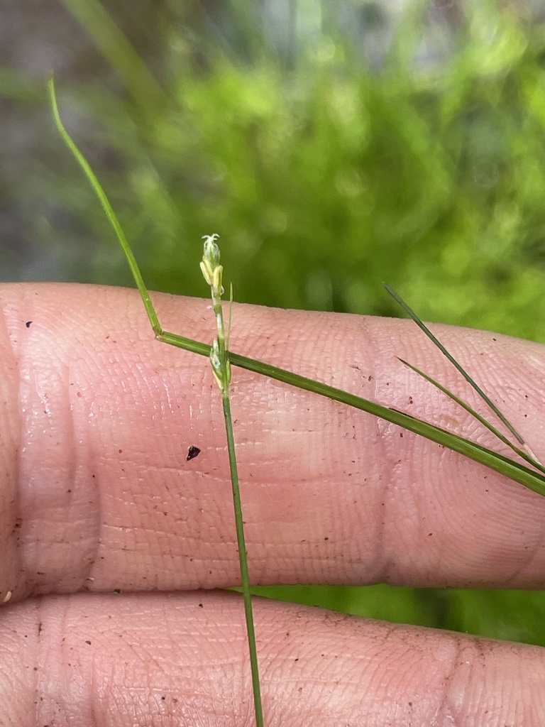 Carex leptalea (Bristle-stalked sedge), native California grass