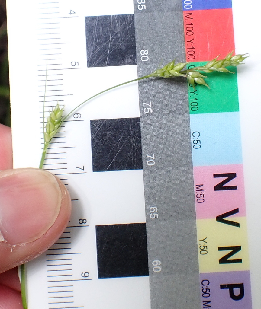 Carex leptopoda (Slender-footed sedge), native California grass