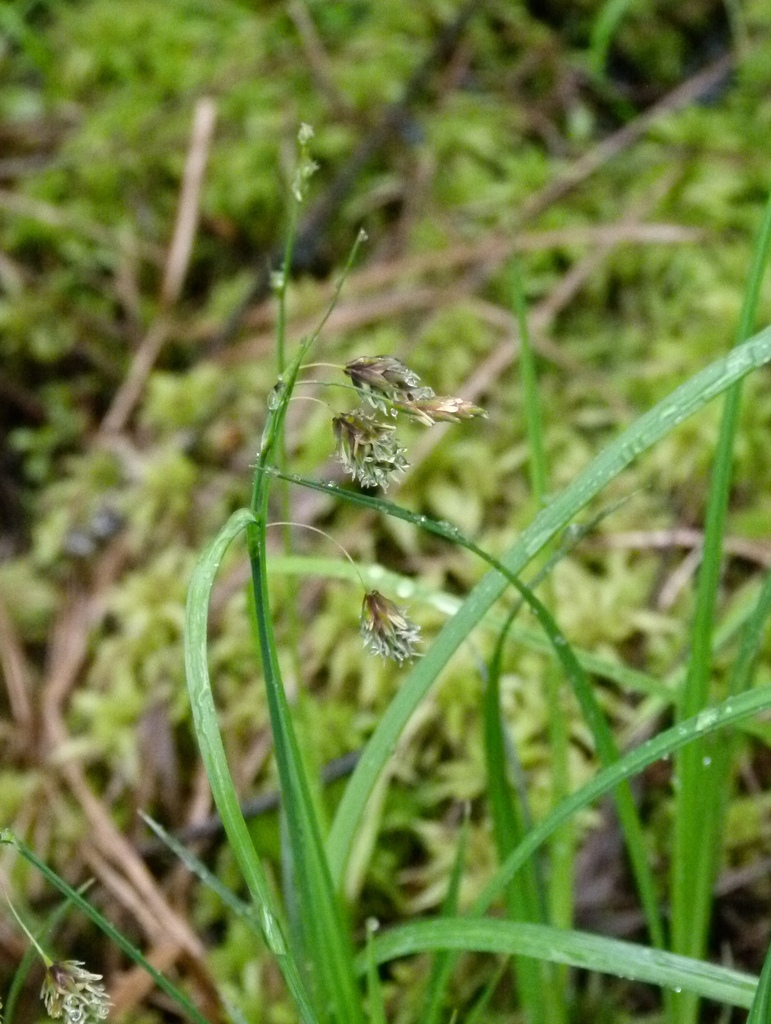 Carex limosa (Mud sedge), native California grass