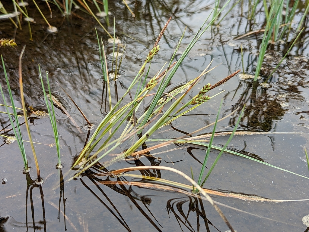 Carex livida (Livid sedge), native California grass