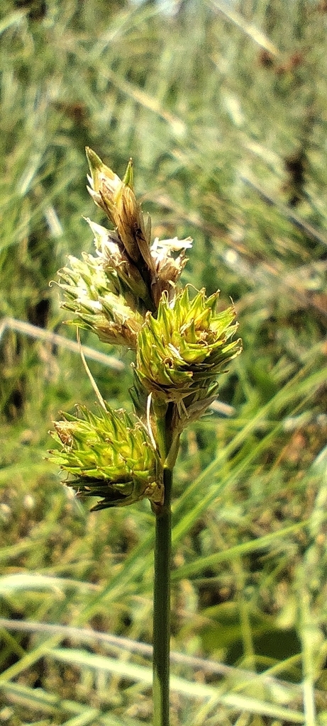 Carex longii (Green-and-white sedge), non-native California grass