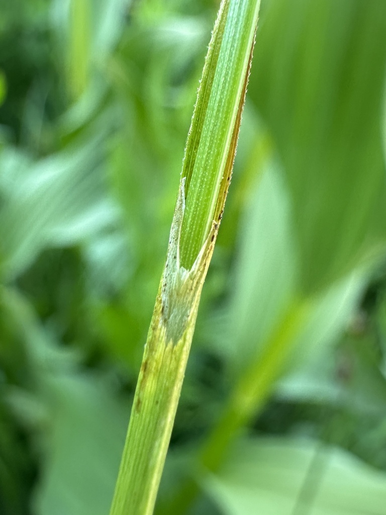 Carex luzulifolia (Little-leaved sedge), native California grass