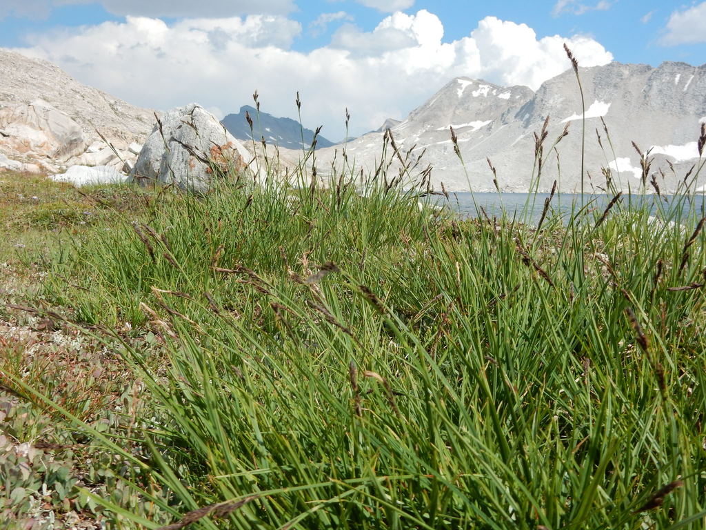 Carex luzulina (Woodrush sedge), native California grass