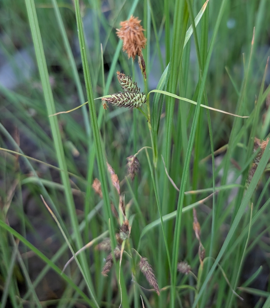 Carex lyngbyei (Lyngbye's sedge), native California grass