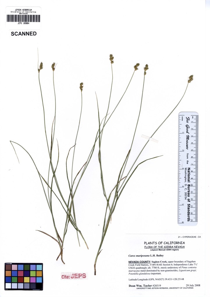 Carex mariposana (Mariposa sedge), native California grass