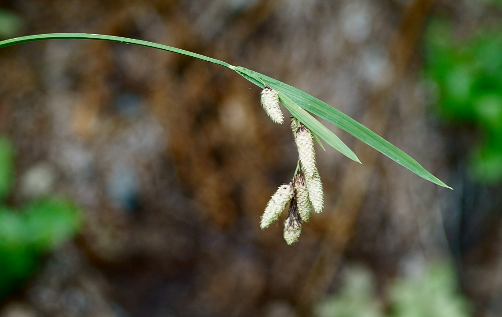 Carex mertensii (Mertens' sedge), native California grass