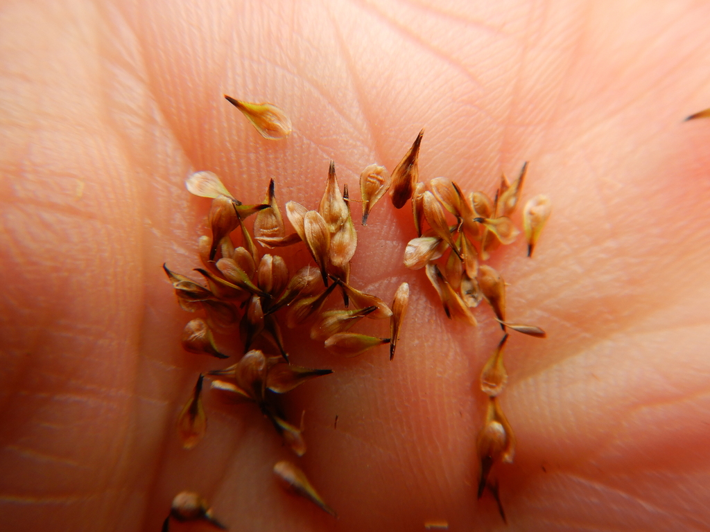 Carex microptera (Small-winged sedge), native California grass