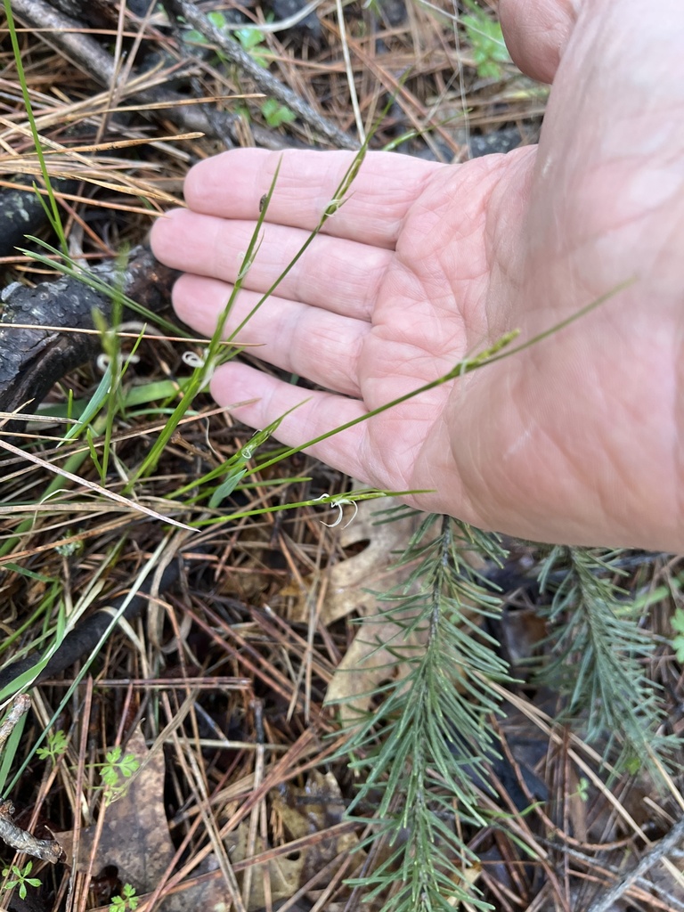 Carex multicaulis (Stick sedge), native California grass