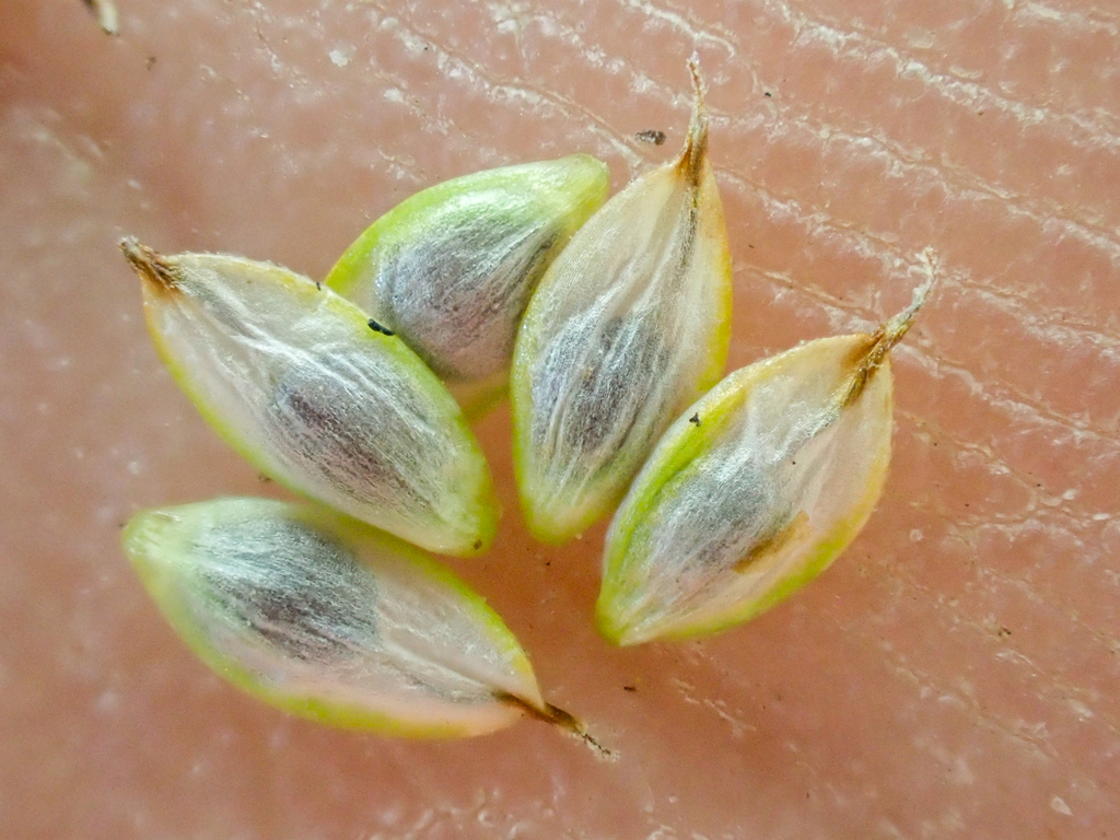 Carex nardina (nard sedge), California grass
