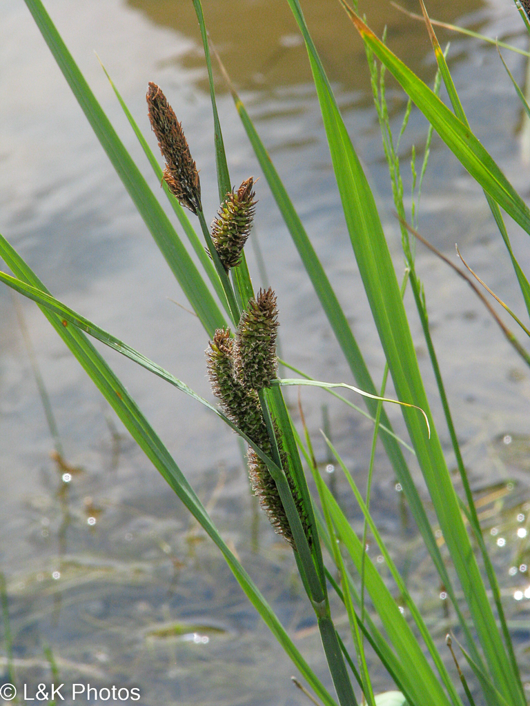 Carex nebrascensis (Nebraska sedge), native California grass