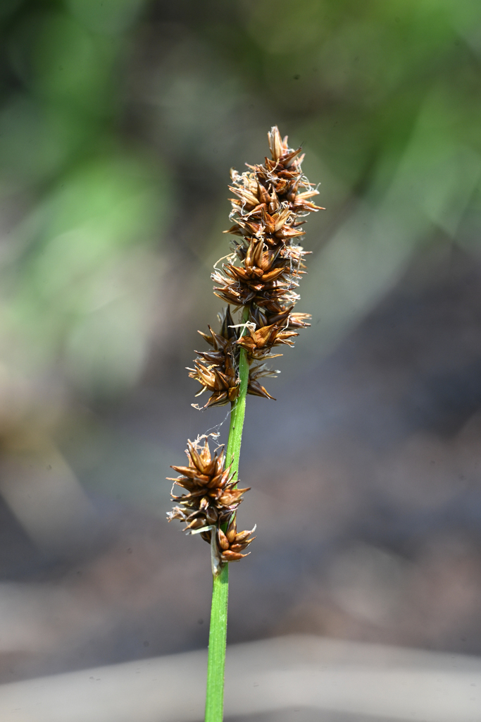 Carex nervina (Sierra sedge), native California grass