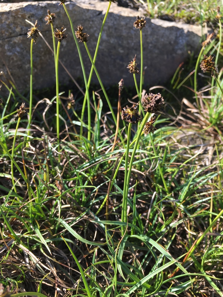 Carex nigricans (Black alpine sedge), native California grass
