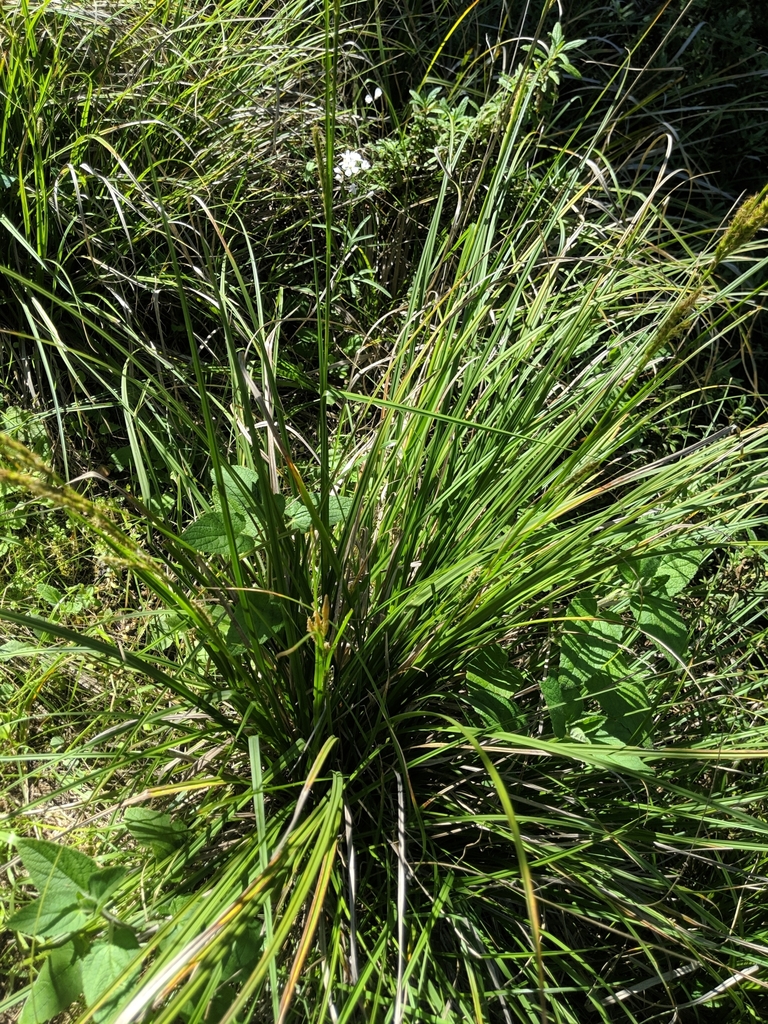 Carex obispoensis (San luis obispo sedge), native California grass