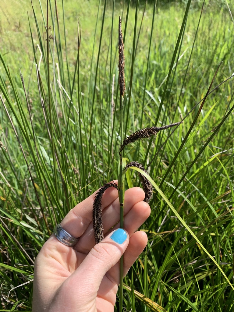 Carex obnupta (Slough sedge), native California grass