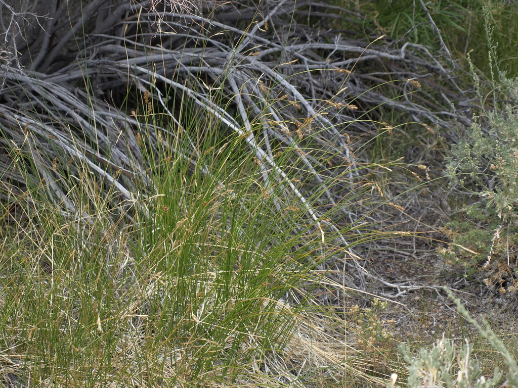 Carex occidentalis (Western sedge), native California grass