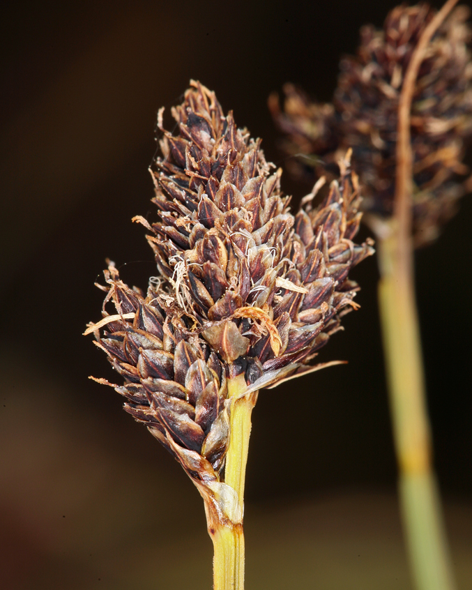 Carex orestera (Boulder sedge), native California grass