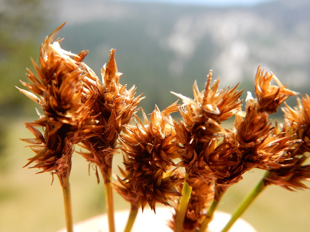 Carex pachystachya (Starry broomsedge), native California grass