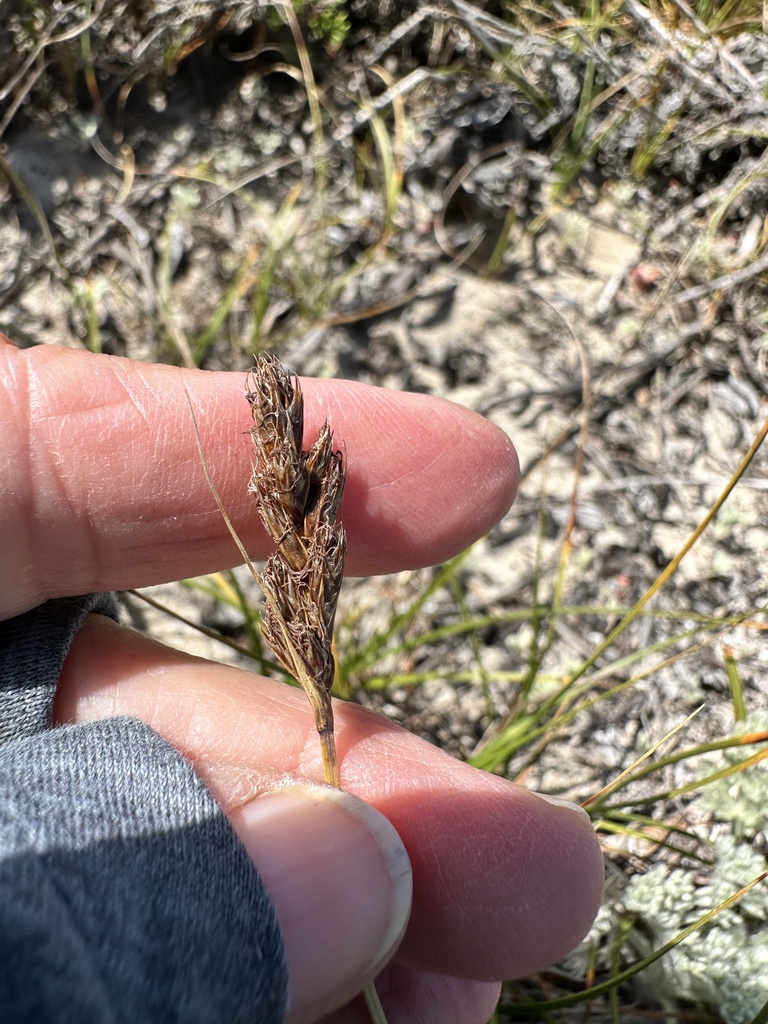 Carex pansa (Sand dune sedge), native California grass