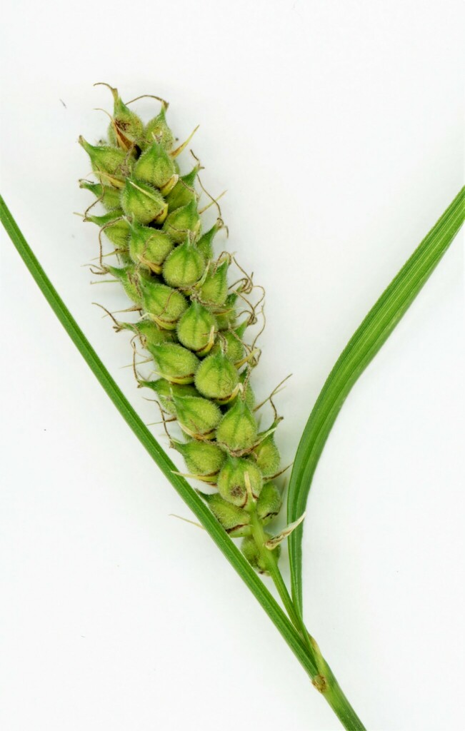 Carex pellita (Woolly sedge), native California grass