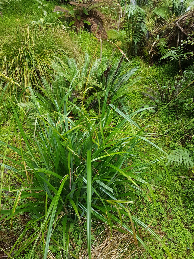 Carex pendula (Pendulous sedge), non-native California grass