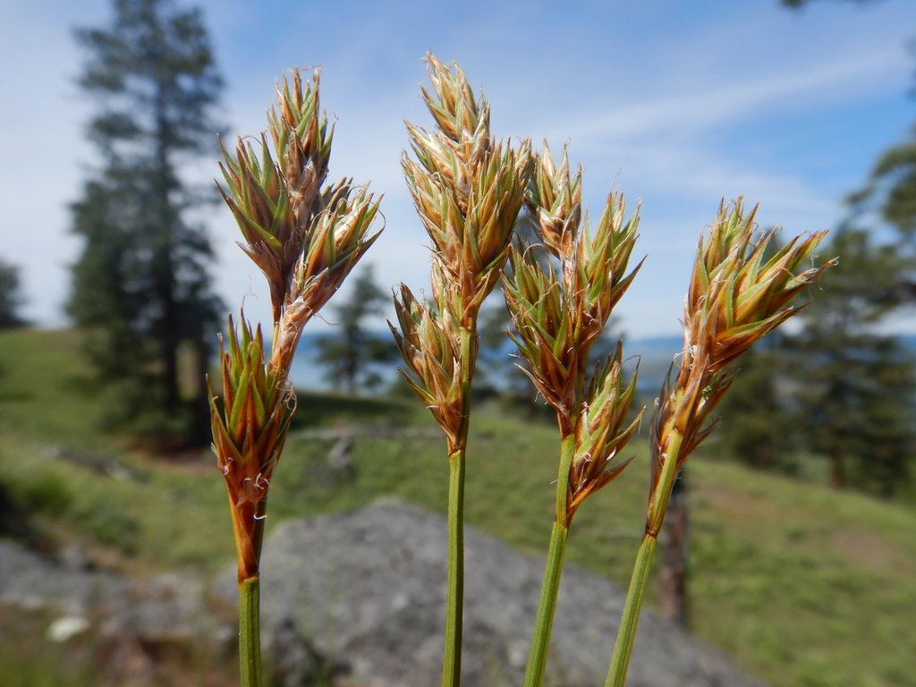 Carex petasata (Liddon's sedge), native California grass