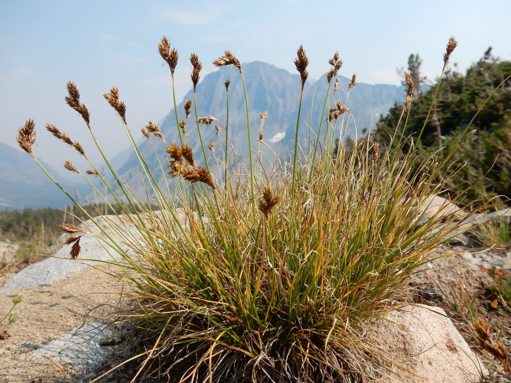 Carex phaeocephala (Dunhead or alpine hare sedge), native California grass