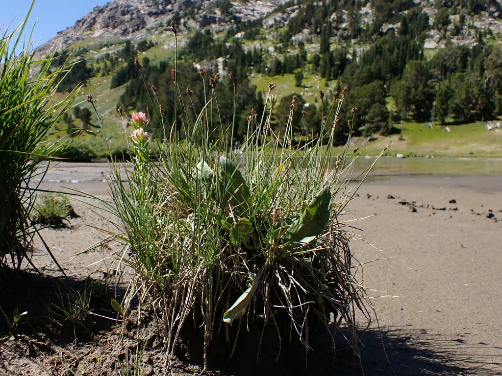 Carex praeceptorum (Teacher sedge), native California grass
