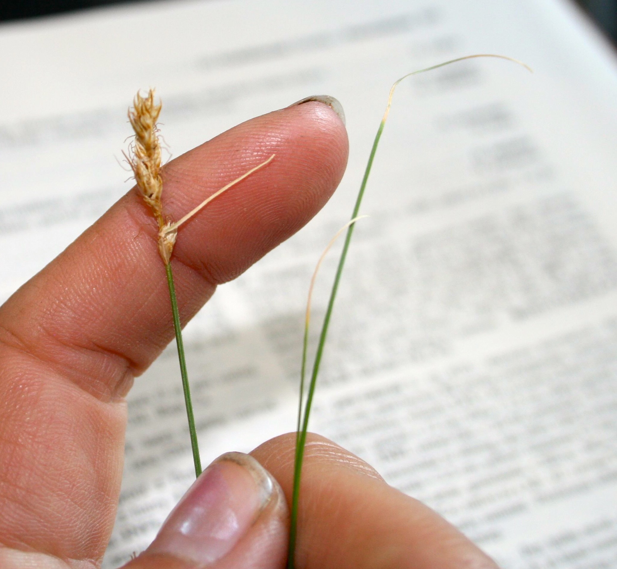 Carex praegracilis (Black creeper or freeway sedge), native California grass