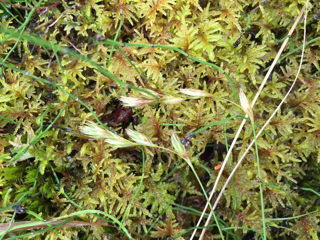 Carex praticola (Northern meadow sedge), native California grass