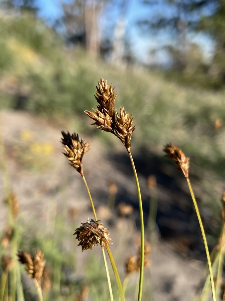 Carex preslii (Presl's sedge), native California grass