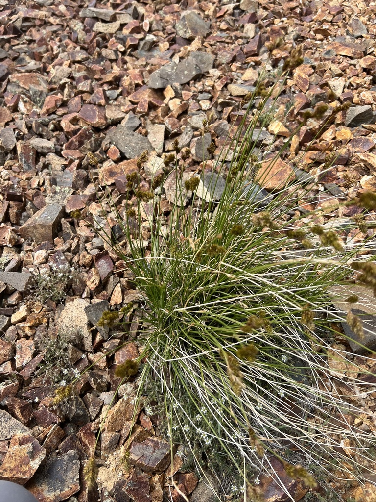 Carex proposita (Potato chip sedge), native California grass