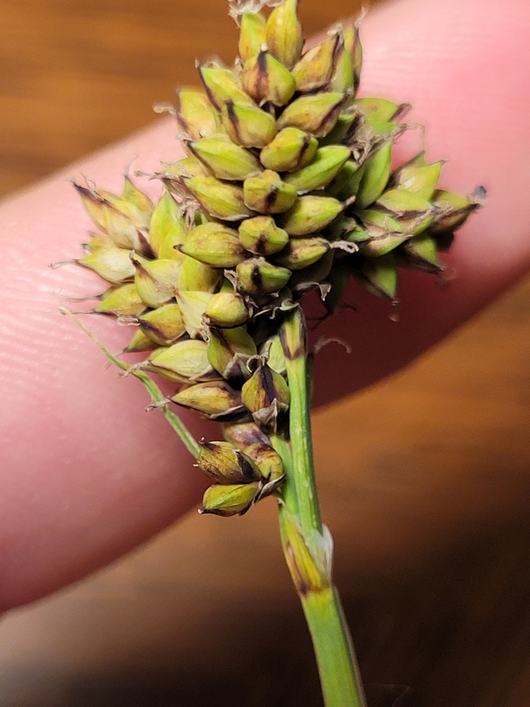 Carex raynoldsii (Raynold's sedge), native California grass