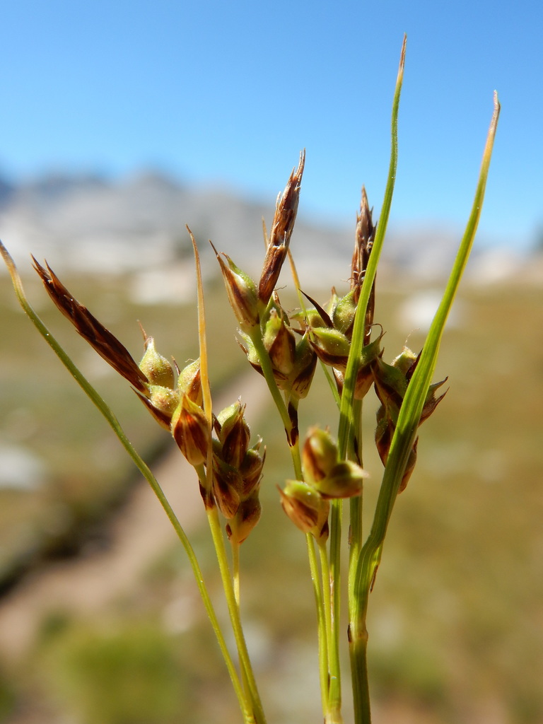 Carex rossii (Ross' sedge), native California grass