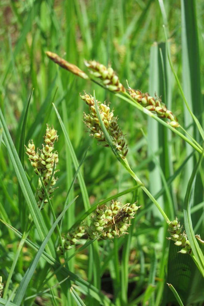 Carex saliniformis (Deceiving sedge), native California grass