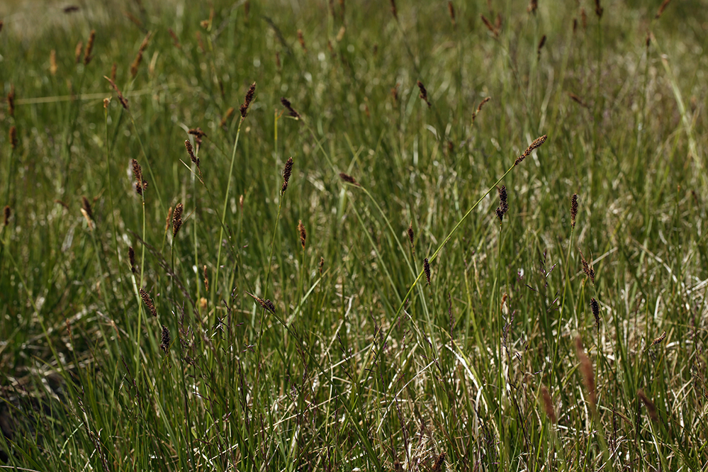 Carex scabriuscula (Siskiyou sedge), native California grass