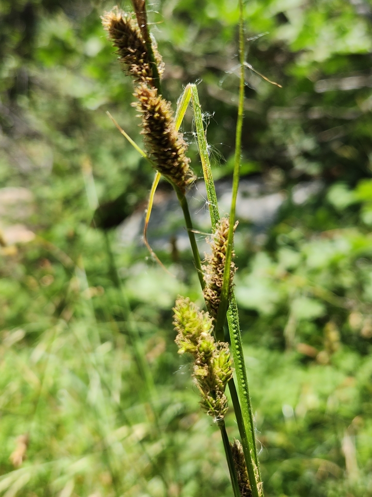 Carex schottii (Schott's sedge), native California grass