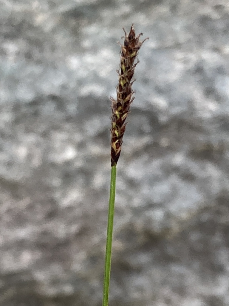 Carex scirpoidea subsp. pseudoscirpoidea (Western single-spiked sedge), native California grass