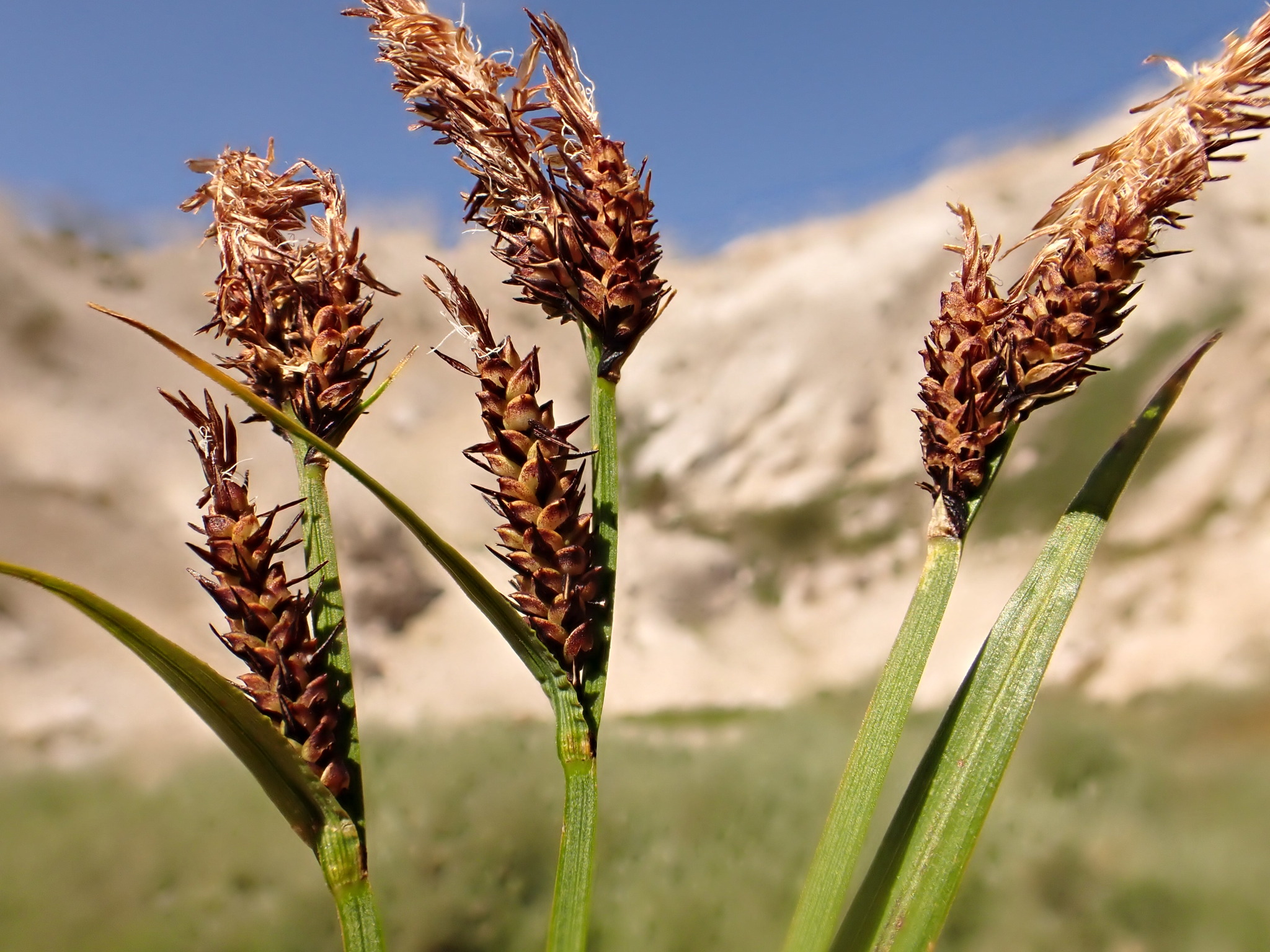 Carex scopulorum var. bracteosa (Mountain sedge), native California grass