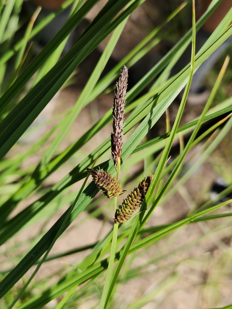 Carex senta (Western rough sedge), native California grass