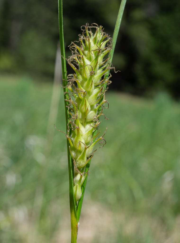 Carex sheldonii (Sheldon's sedge), native California grass