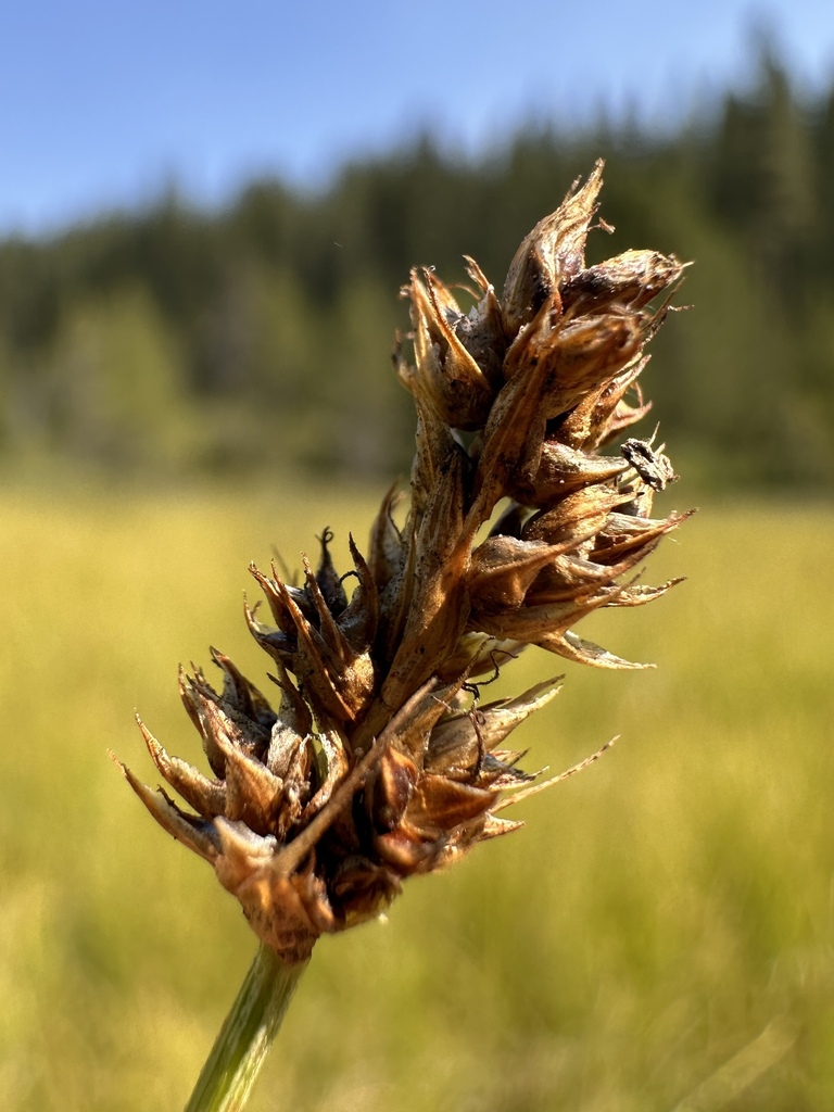 Carex simulata (Short-beaked or analog sedge), native California grass