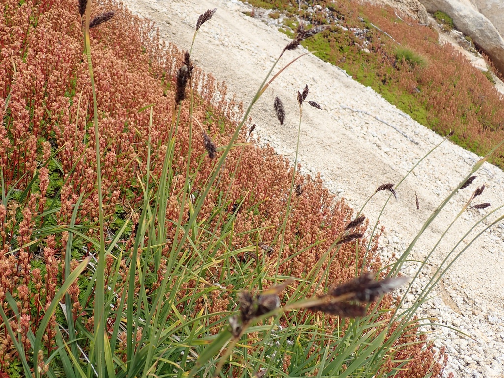 Carex spectabilis (Showy sedge), native California grass