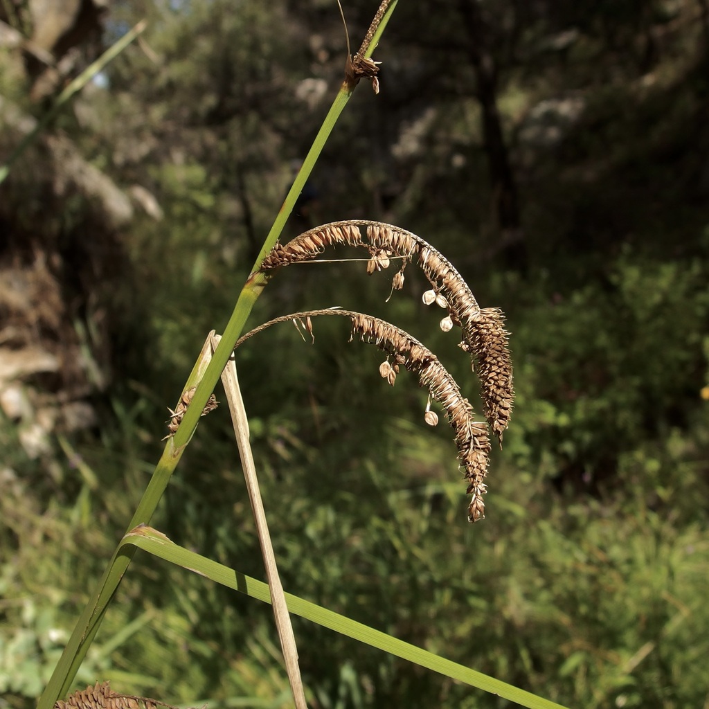 Carex spissa (San diego sedge), native California grass