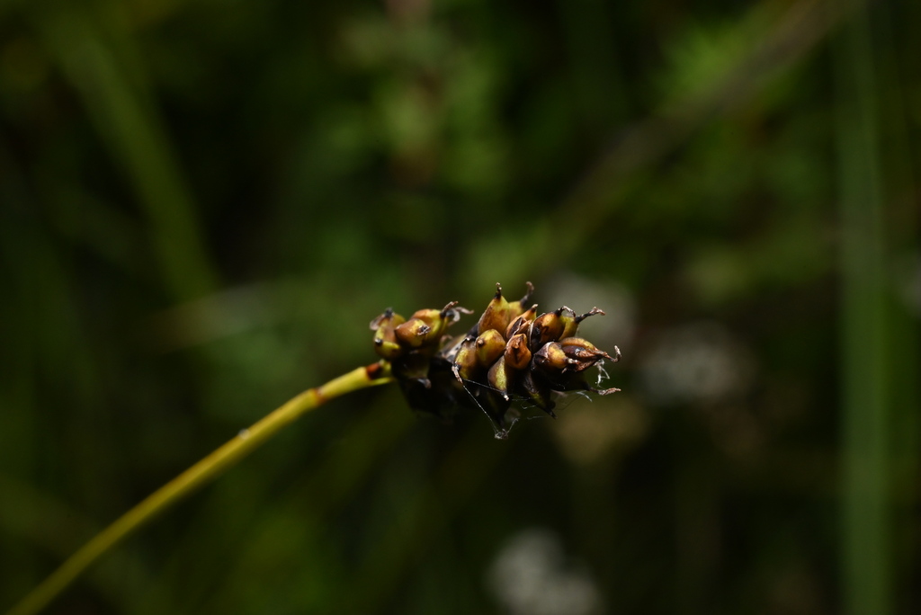 Carex stevenii (Steven's sedge), native California perennial