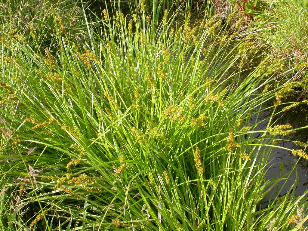 Carex stipata var. stipata (Awl-fruited sedge), native California grass