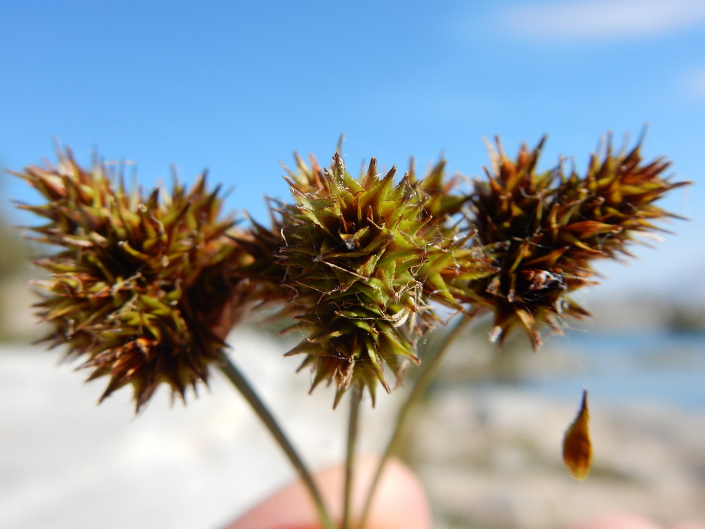 Carex straminiformis (Mount shasta sedge), native California grass
