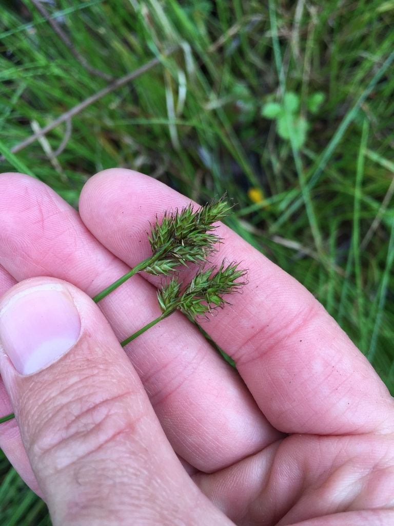 Carex subbracteata (Small-bracted sedge), native California grass