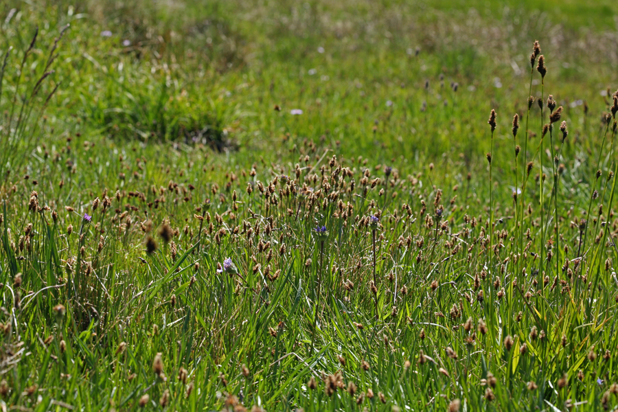 Carex subnigricans (Dark mountain sedge), native California grass
